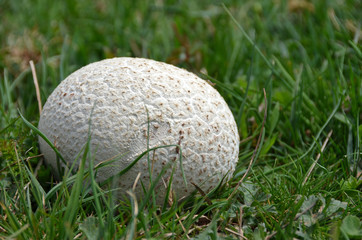 Langermannia gigantea