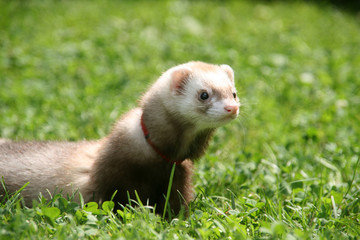 ferret in the grass