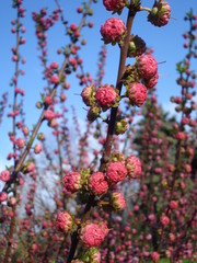 Japanese apricot blossom buds