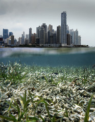 Coastal development issues, above and below water surface with skyscrapers in pollution cloud and underwater a dead coral reef