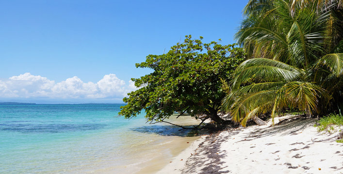 Panorama on a Caribbean beach with almond and coconut tree, Zapatillas island, Central America, Panama