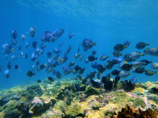 Reef with a school of blue tang fish and ocean surgeonfish underwater, Caribbean sea, Costa Rica