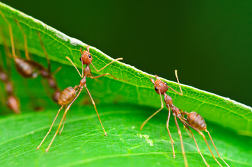Weaver Ant or Green Ant (Oecophylla Smaragdina), Close up of small insect working together to build nest using the mouth and leg to grip the leaf together. Miraculous teamwork of animals in nature
