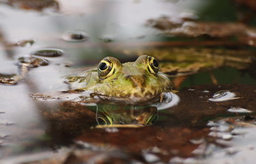 Marsh Frog, Rana ridibunda