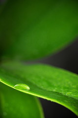 Obraz premium Leaves with water drops