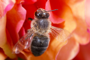 Bee bee->Pollination.