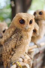 little owl in the branch