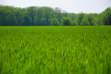 Obraz na płótnie Canvas Green grass background,meadow,field,grain