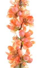 Twig with pink flowers isolated on white background