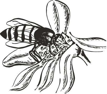 bee on flower vector