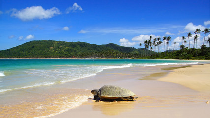 Sea turtle on beach. El Nido, Philippines - 52001157