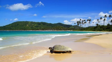 Sea turtle on beach. El Nido, Philippines © Marina Ignatova