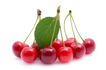 Fresh cherries on white ground