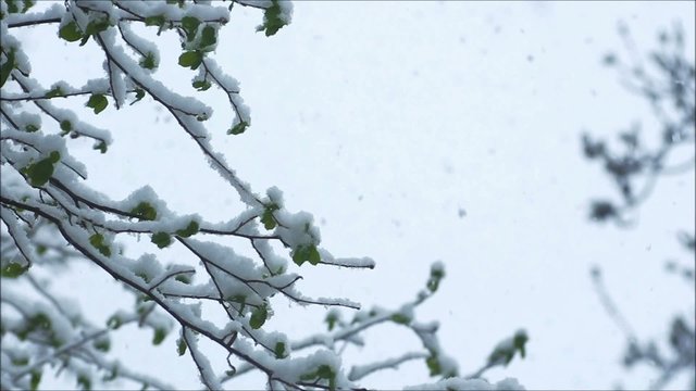 Falling snow.Beautiful hivernal and (or)spring background.