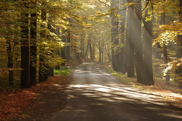 Droga jesienią. © boguslavus