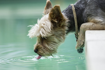 Perro yorkshire terrier bebiendo agua de una pileta.