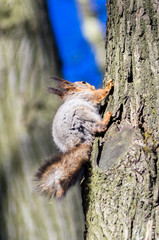 Squirrel sitting on a tree