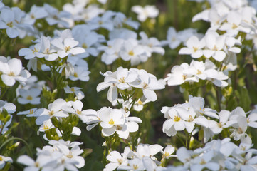 Obraz na płótnie Canvas Spring morning and white flowers