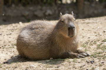 Capybara