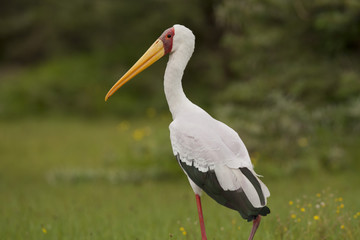 Yellow-billed Stork