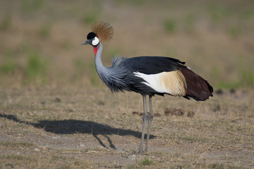 Grey Crowned Crane