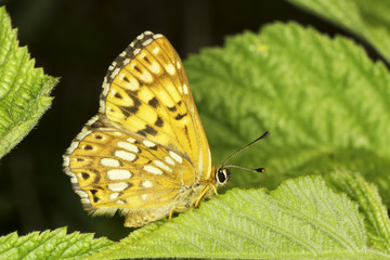 Obraz na płótnie Canvas Hamearis lucina / The Duke of Burgundy butterfly