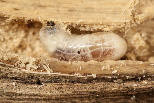 big larva