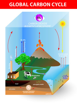 Carbon Cycle. Vector Diagram