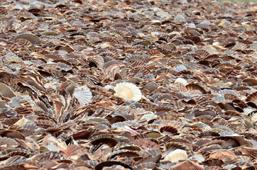 coquilles saint jacques