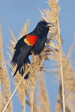 Red Winged Blackbird Singing