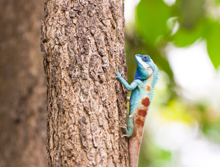 lizard sitting on the tree