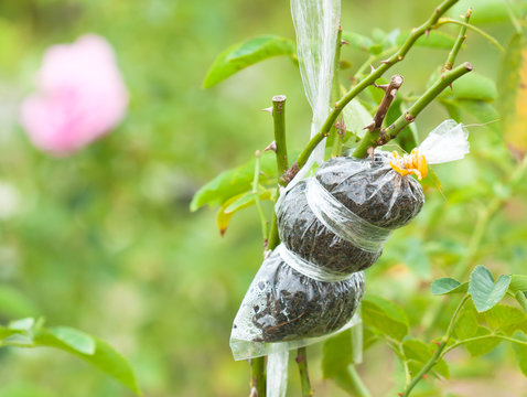 Close Up Grafted Rose Branch In Cloning Plant Technique