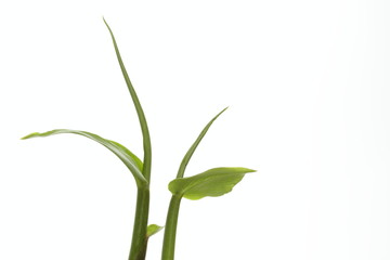 Fototapeta na wymiar 茗荷の偽茎と若葉