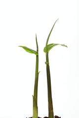 茗荷の偽茎と若葉