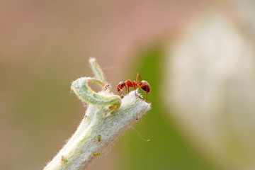 mercerized brown forest ants