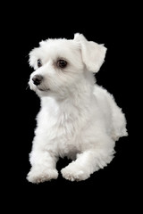 Maltese puppy