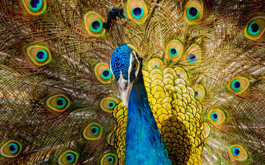 Naklejka premium Portrait of beautiful peacock