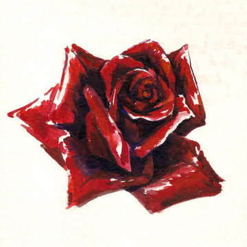 Red Rose Watercolor Painted