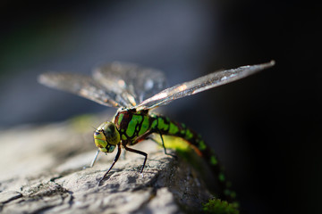 Dragonfly