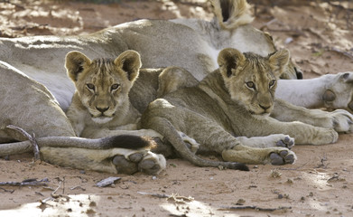 Lioness with cubs