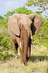 Fototapeta premium Elephant walk in the bush