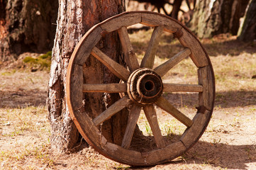 Fototapeta na wymiar whell near the pine tree trunk