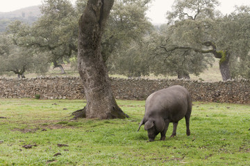 Iberian pig in the meadow