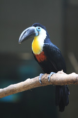 Toucan sitting on the branch