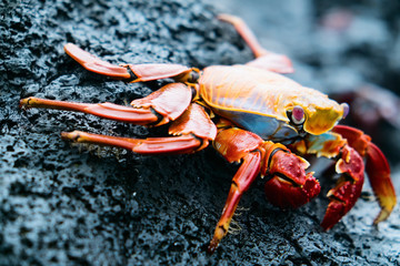 Sally lightfoot crab © TravelPhotoBloggers