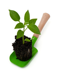 paprika seedling on garden shovel