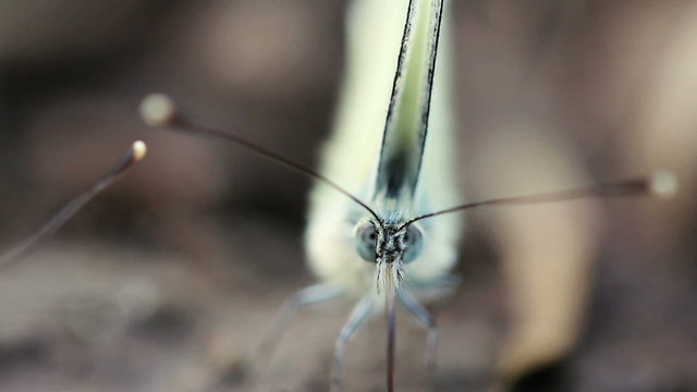 Green-veined White Butterfly (Pieris napi)