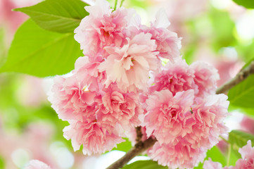 sakura, cherry blossom in spring