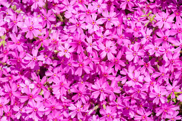 Fototapeta premium pink flowers glade background