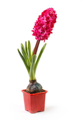 hyacinth in a pot